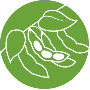 Soybeans Icon